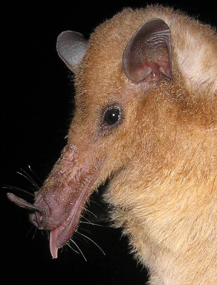 Trumpet-Nosed Bat